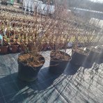 Čučoriedka kanadská (Vaccinium corymbosum) - čučoriedkové KVARTETO 4v1, výška 80-130 cm, kont.C20L 